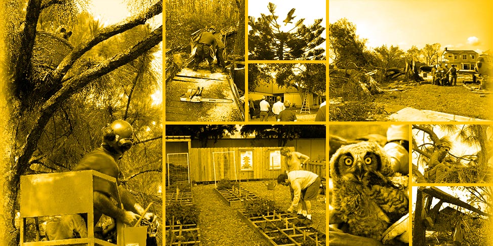 Local Arborist Community Volunteering | Signature Tree Care