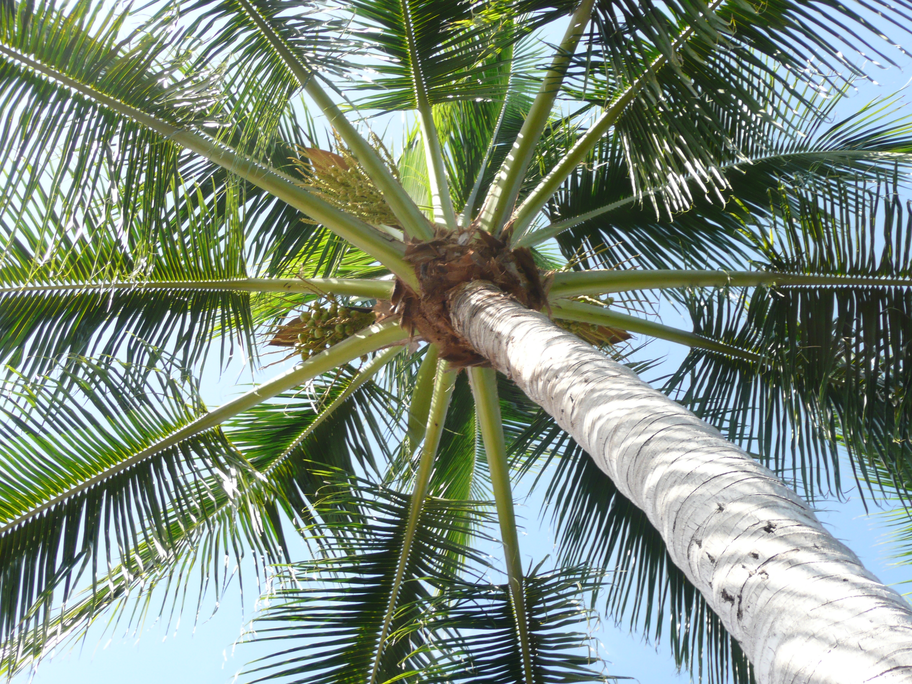 Proper Palm trimming in Naples, Florida using rigging
